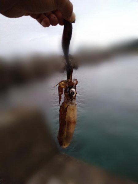 サイトエギング